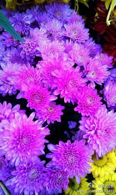 流潋紫是什么颜色？