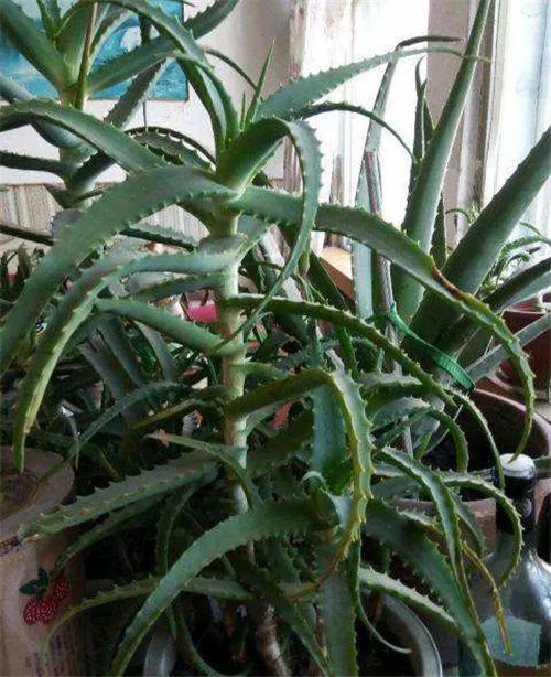 龙爪的功效与作用有哪些 龙爪和芦荟的区别是什么