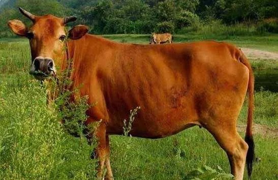 搞养殖业，养羊、养猪、养牛哪个好？为何？