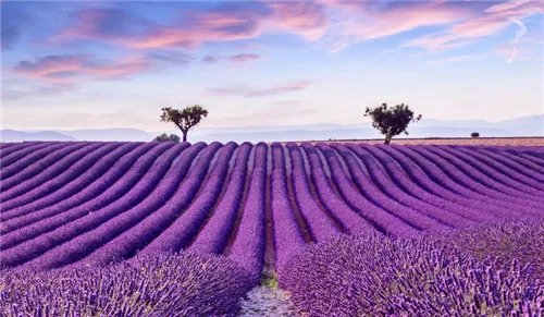 东方普罗旺斯薰衣草庄园地址