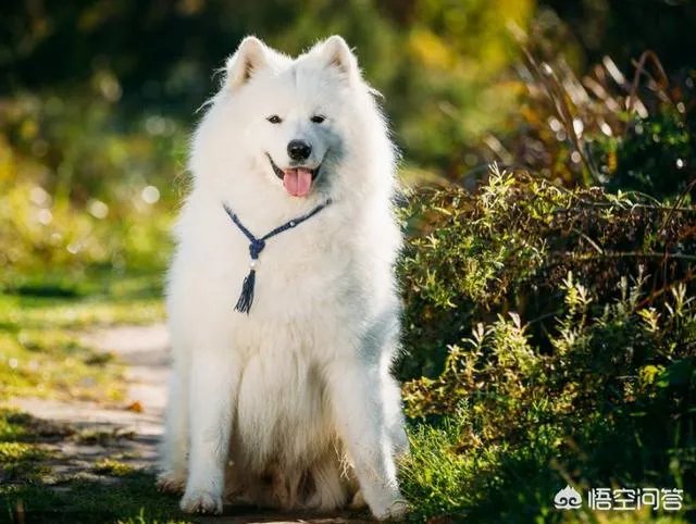 《幸福近在咫尺》中的狗狗是什么品种?