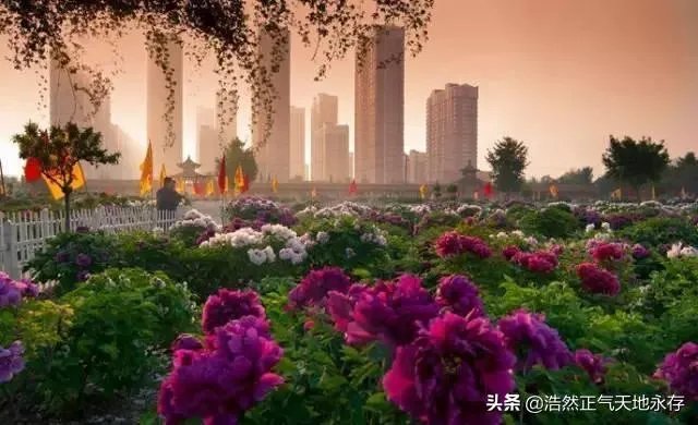 菏泽牡丹很有名么?