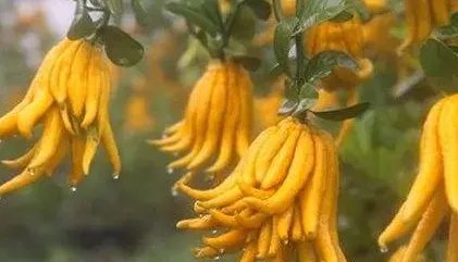 佛手花的功效和作用