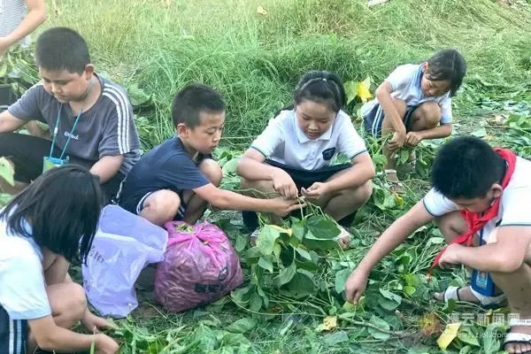 劳动课正式升级成为中小学的独立课程,怎么让创新成为劳动教育的生命力?