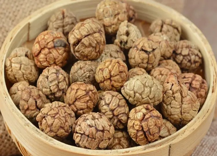 草寇的功效与作用