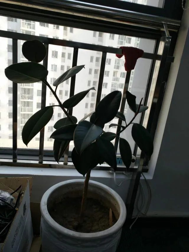 怎么养殖橡皮树？