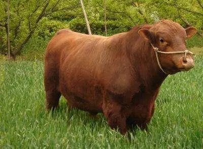 搞养殖业，养羊、养猪、养牛哪个好？为何？