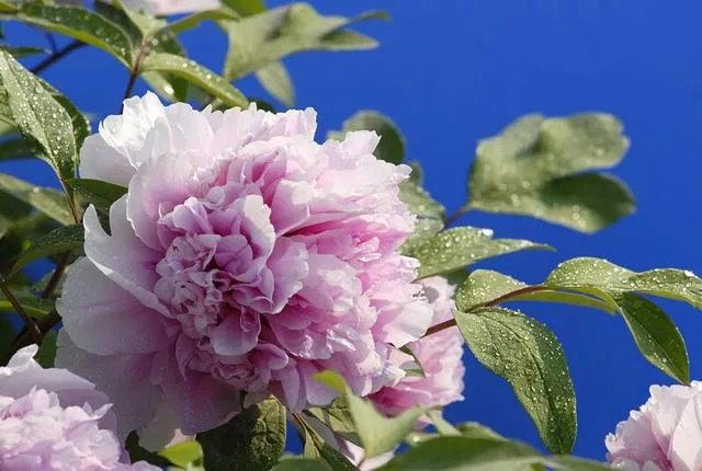 菏泽牡丹很有名么?