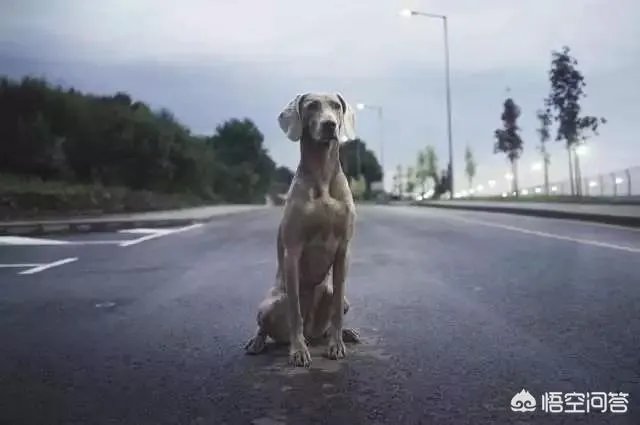 魏玛犬这种狗怎么样?