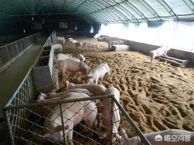 安徽猪饲料排名