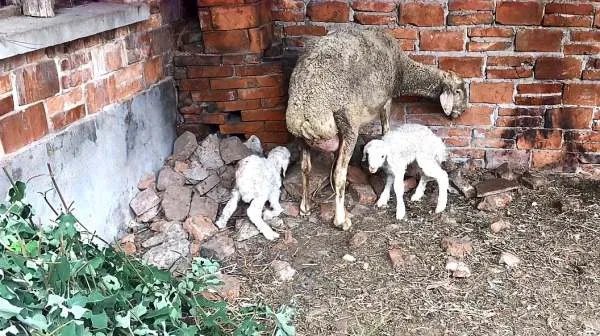 世界上最贵的羊332万元成交，这只羊为何这么贵？