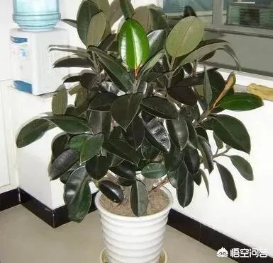 怎么养殖橡皮树？