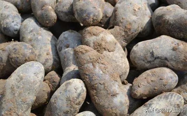 黑土豆有什么生长特性？如何进行种植管理？