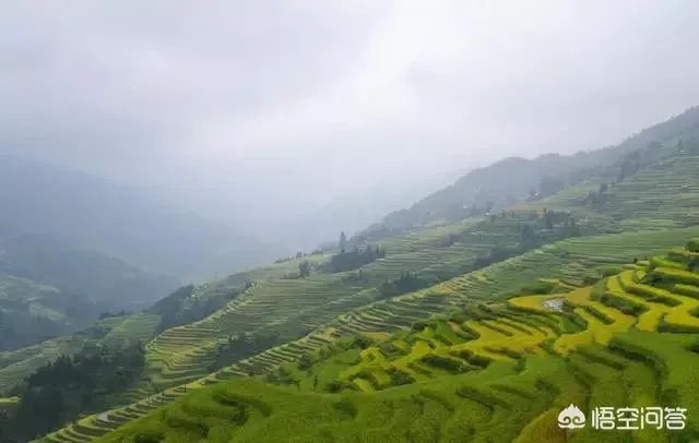 用梯田老式水稻收割机,为什么有的人喜欢边割边脱粒,而不是先割晒一些然后再脱粒?