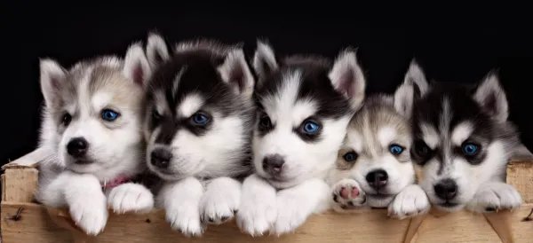 哈士奇多少钱一只