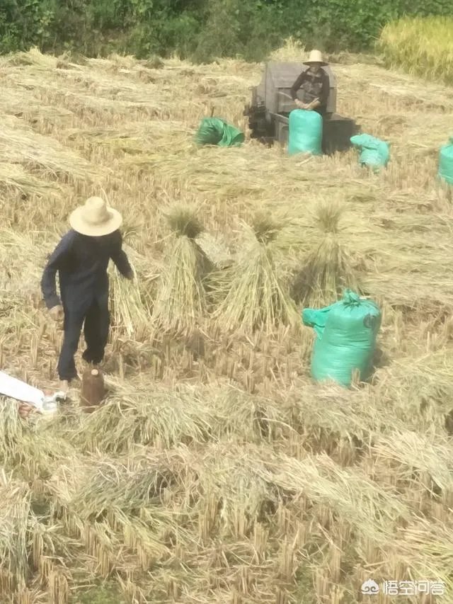 用梯田老式水稻收割机,为什么有的人喜欢边割边脱粒,而不是先割晒一些然后再脱粒?
