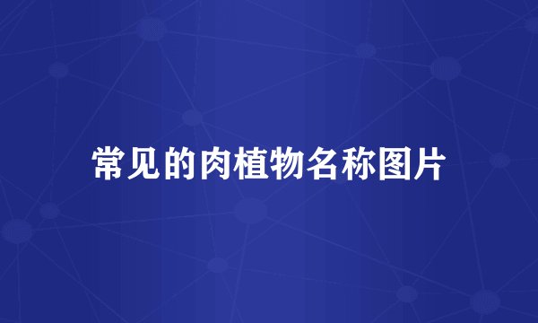 常见的肉植物名称图片