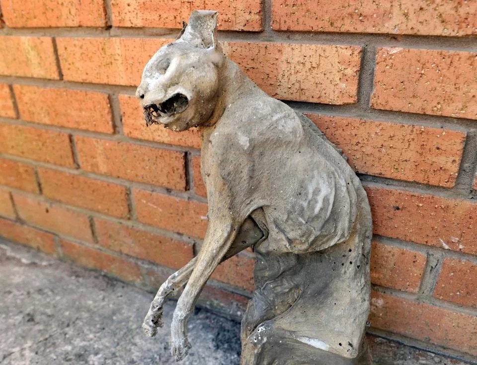 男子发现木乃伊猫 千年女木乃伊产下活婴