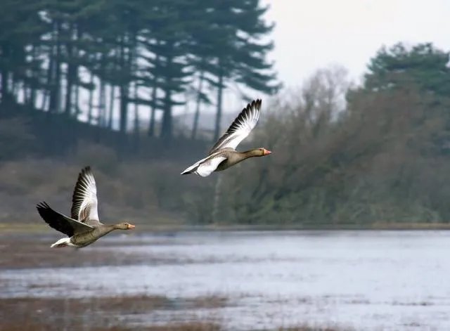 鹅的祖先是什么动物？