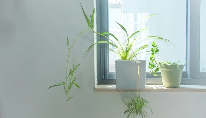 净化空气的室内植物 适合放室内的植物