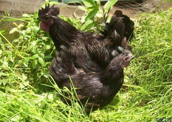 绿壳蛋鸡可以笼养是真的吗？