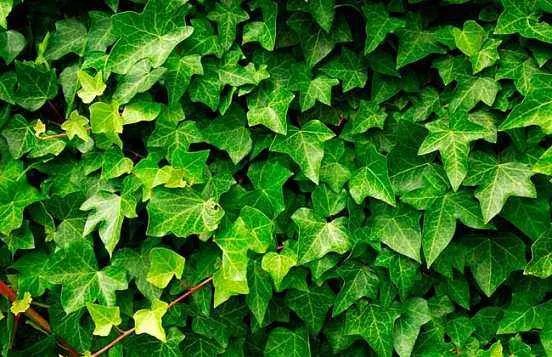 吸甲醛的植物有哪些