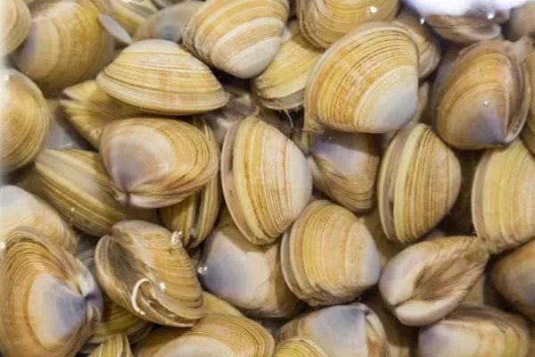 嘎啦和蛤蜊的区别