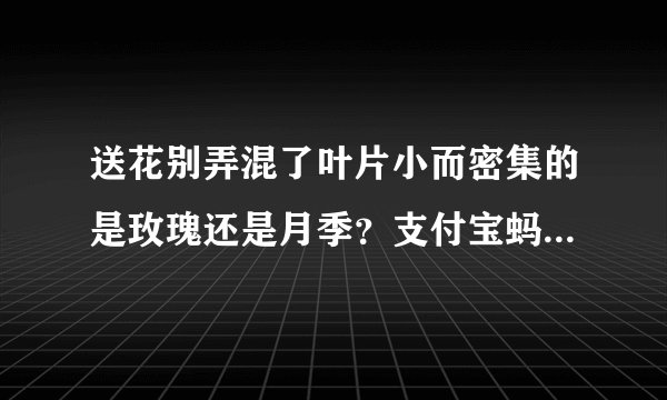送花别弄混了叶片小而密集的是玫瑰还是月季？支付宝蚂蚁庄园今日答案12.1