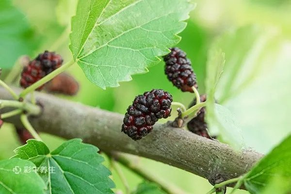 桑葚干的功效与作用禁忌