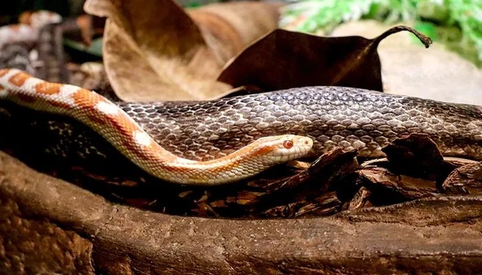 打蛇打七寸的七寸是指那个部位 打蛇打七寸的七寸是指哪里