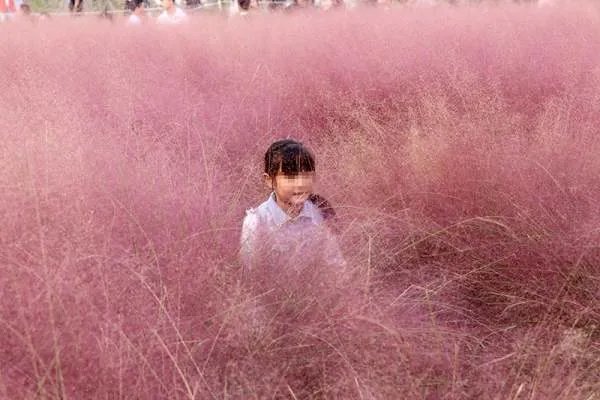 你怎么看待游客跳进网红粉黛花海拍照导致花草倒伏呢?