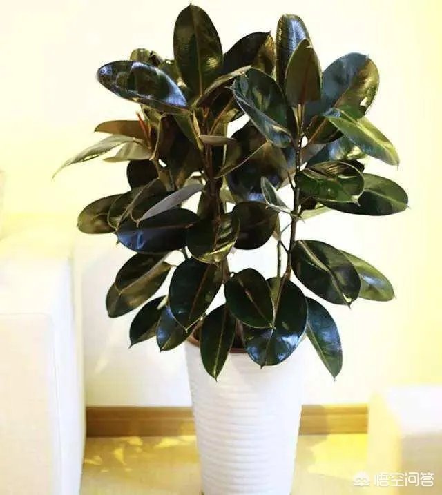 怎么养殖橡皮树？