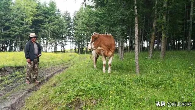 搞养殖业，养羊、养猪、养牛哪个好？为何？