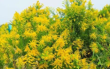 武汉围剿“一枝黄花”，这种外来物种的危害有多大？