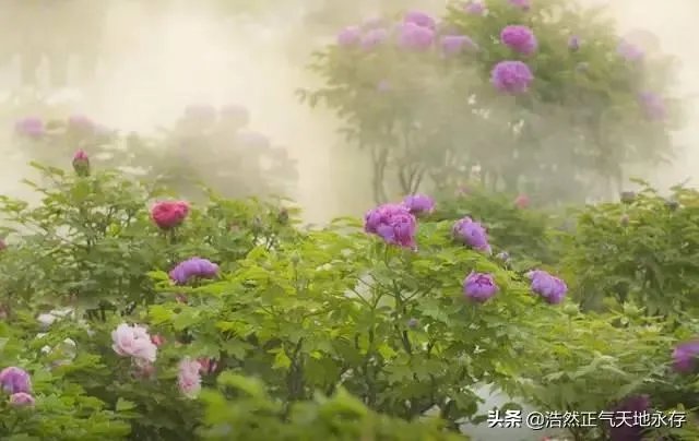 菏泽牡丹很有名么?