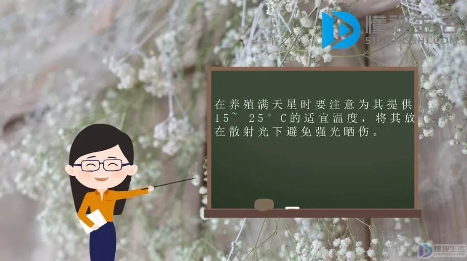 买回来的满天星怎么养