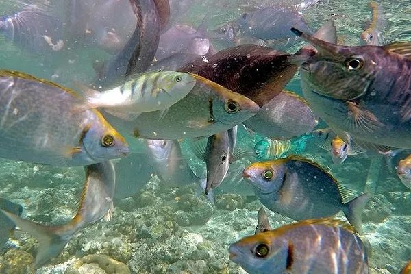 男人梦见好多鱼什么意思 男人梦见好多鱼好不好