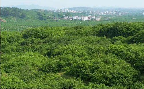 谁不说俺家乡好歌词是什么意思？