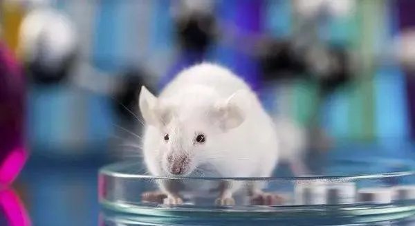 为何科研大都会拿小白鼠做实验,怎么不是其他动物?