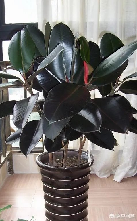 怎么养殖橡皮树？