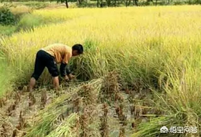 用梯田老式水稻收割机,为什么有的人喜欢边割边脱粒,而不是先割晒一些然后再脱粒?