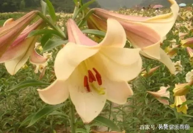 罗大佑野百合也有春天要表达的是什么意思?