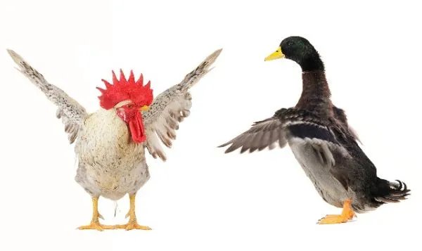 家长陪孩子写作业急到心梗,为什么陪小孩做作业容易暴躁?