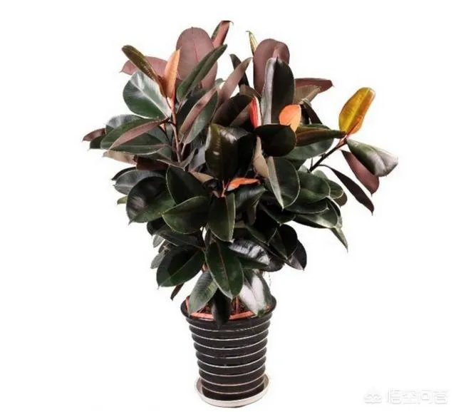 怎么养殖橡皮树？