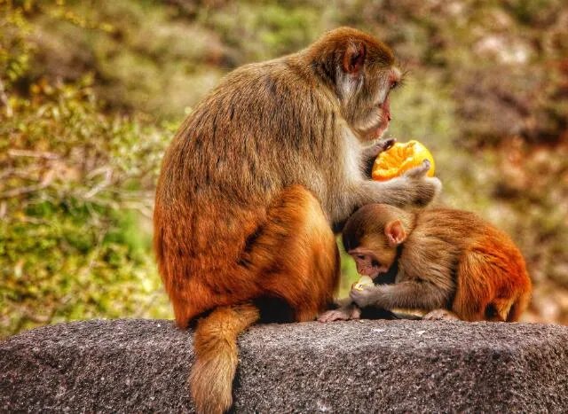 四面八方打什么生肖 四面八方代表什么生肖