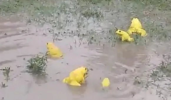 印度水塘出现金色青蛙