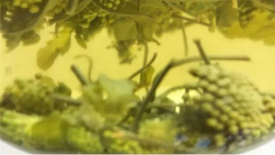 三七花有什么功效和作用