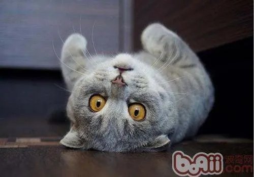 折耳猫有什么遗传病啊。都会有吗