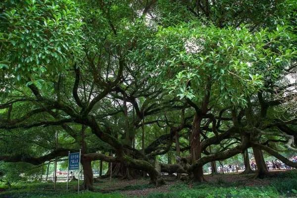 广东1100岁的古榕树倒塌,相关部门该如何处理这件事情呢?