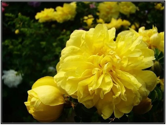 菏泽牡丹很有名么?